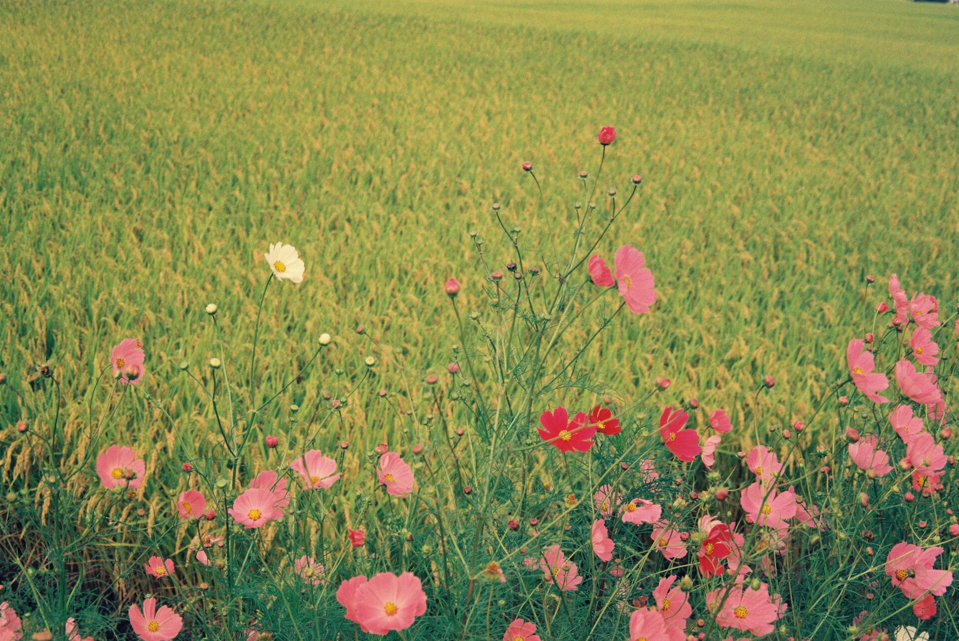 Flower green red