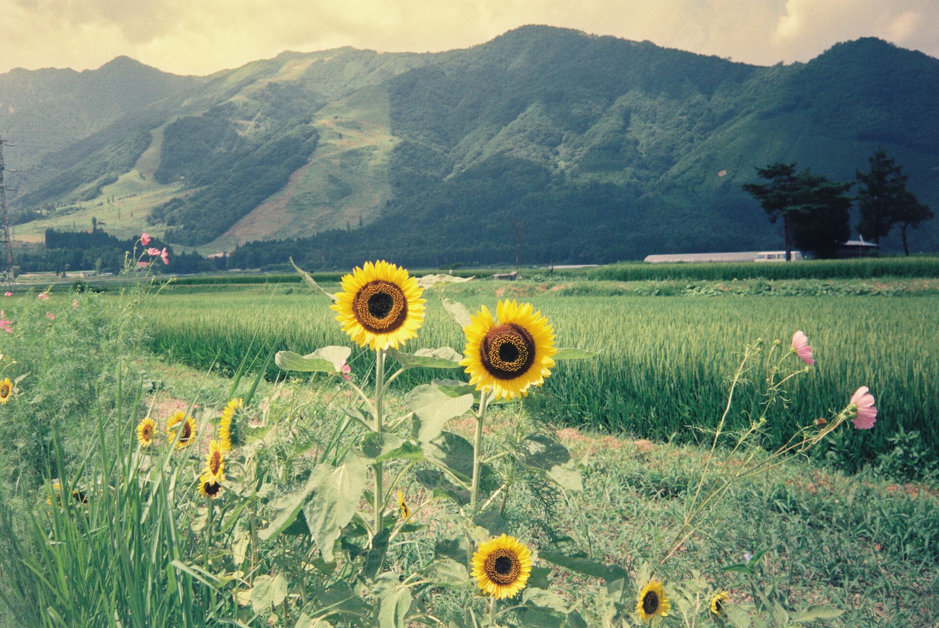 Flower green yellow