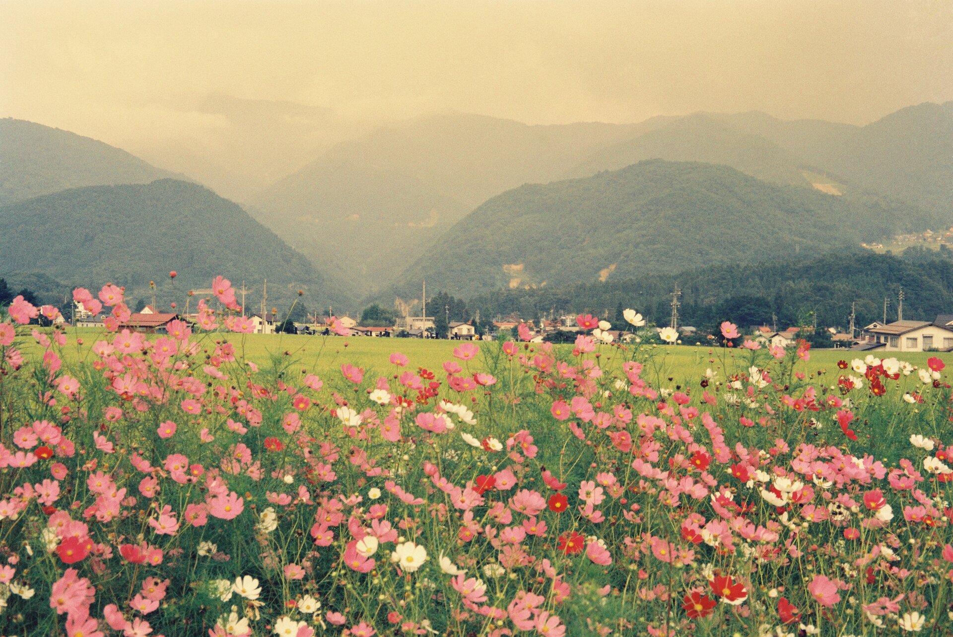 Flower petal hill