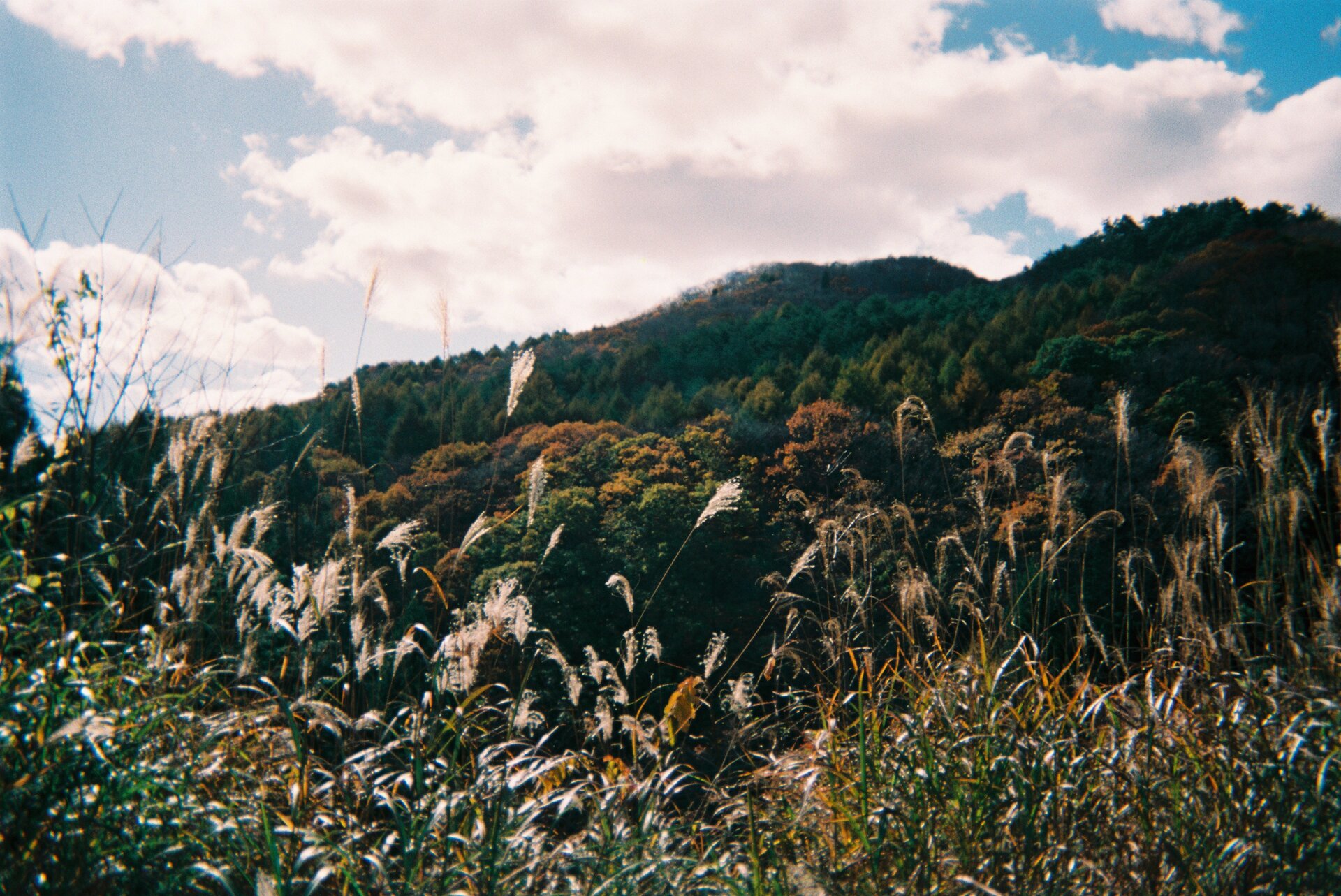 Green vegetation in natural ecoregion