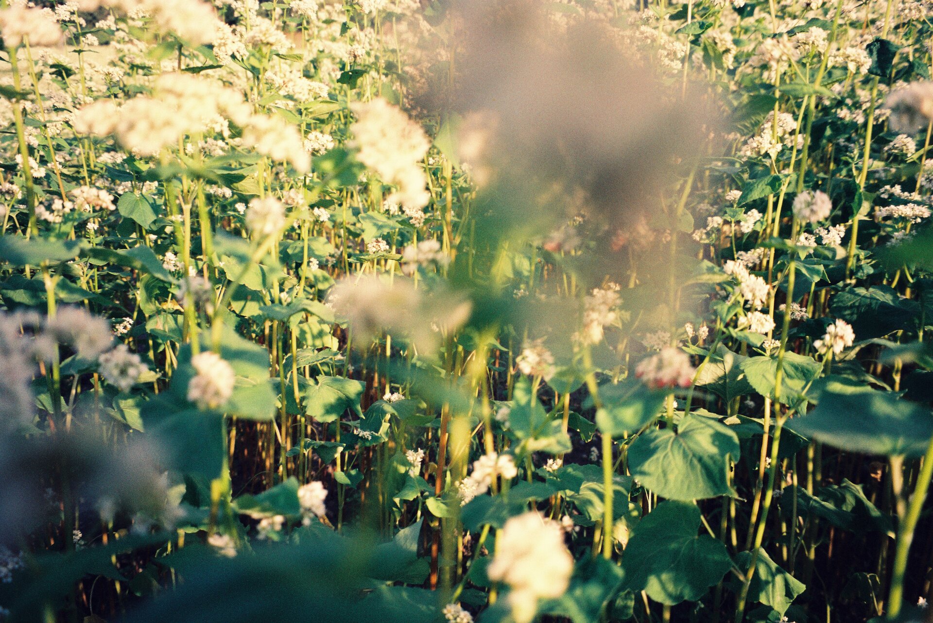 Green yellow spring