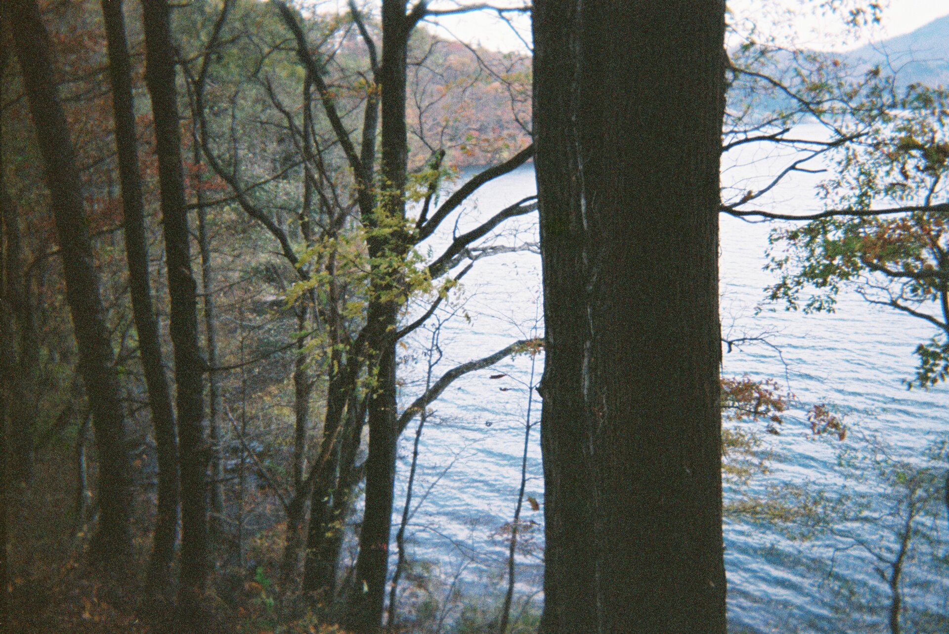 Leaf branch tree