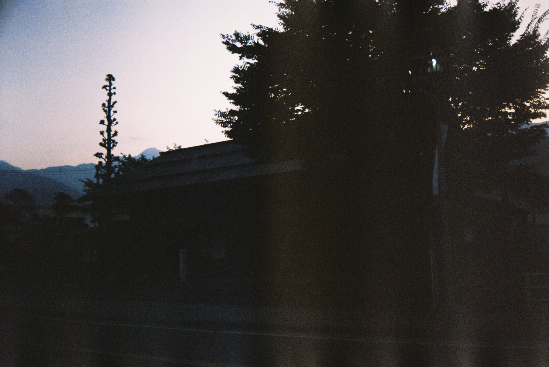 Nature branch evening