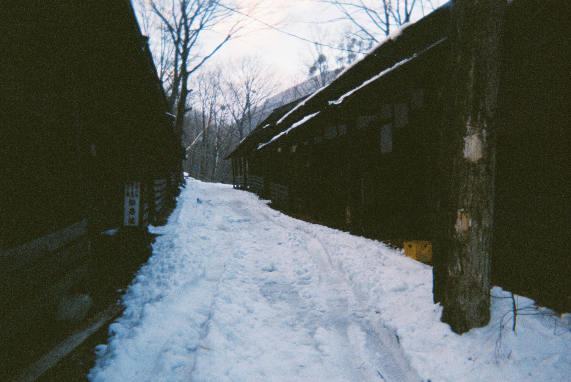 Snow winter branch